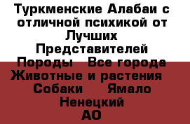 Туркменские Алабаи с отличной психикой от Лучших Представителей Породы - Все города Животные и растения » Собаки   . Ямало-Ненецкий АО